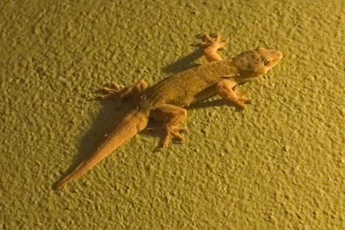 Gecko