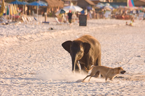 Elefant jagar hund