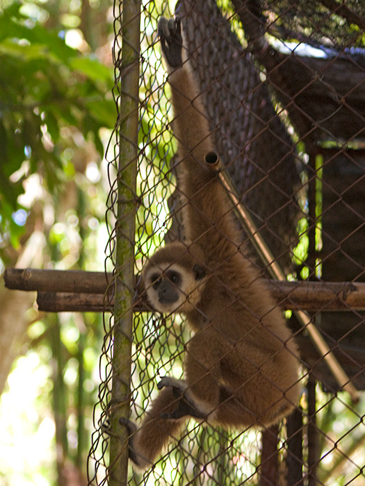 Okänd Gibbon