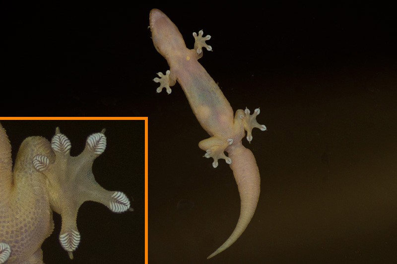 Geckoundersida